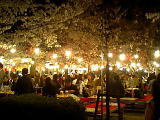 円山公園・夜桜見物