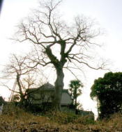 旧・田中邸のむくの木