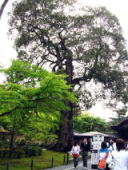 樹齢400年の楠木