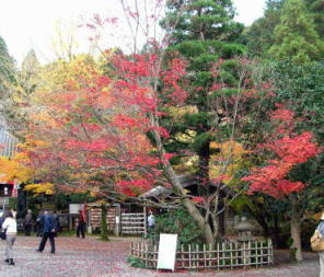 紅葉の今熊野観音寺・五色かえで