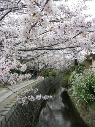 琵琶湖疏水沿い・哲学の道の桜
