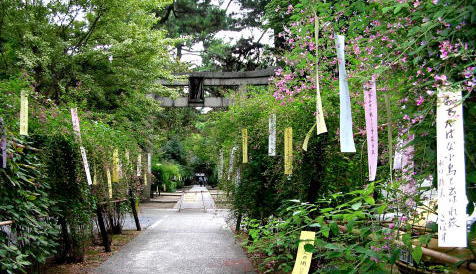 梨木神社の萩１