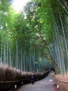 昼間の嵯峨野の竹林