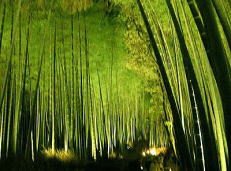 夜の嵯峨野の竹林