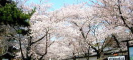 仁王門周辺の桜