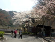 桜咲く春の保津峡駅