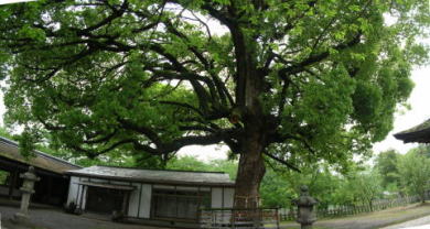平野神社の楠木