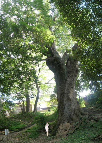 豆比古神社の大樟の木