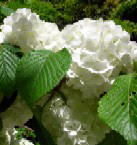 三室戸寺の白紫陽花