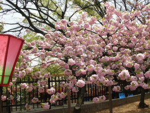 造幣局の通り抜け・今年の桜・大手毬