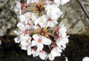 琵琶湖疏水沿い・哲学の道の桜